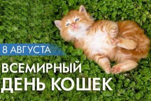 Карсивая открытка всемирный день кошек