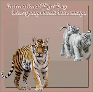 Красивая открытка международный день тигра