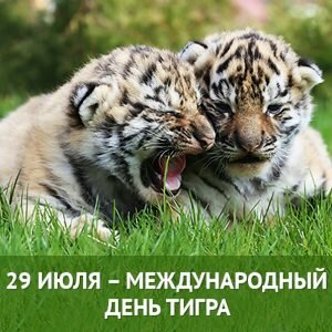 Картинка международный день тигра