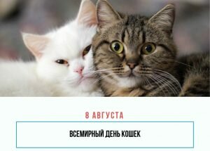 Картинка всемирный день кошек