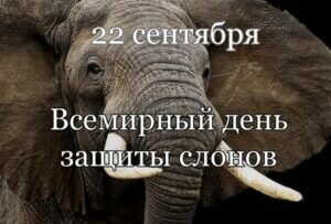 Картинка во всемирный день защиты слонов