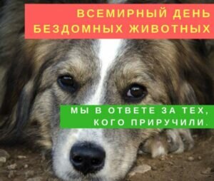 Печальная открытка на всемирный день бездомных животных