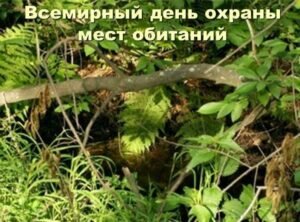 Яркая картинка на всемирный день охраны мест обитания